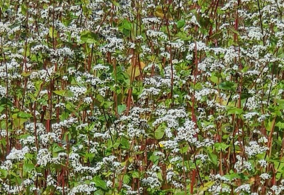 Dame nature est une artiste