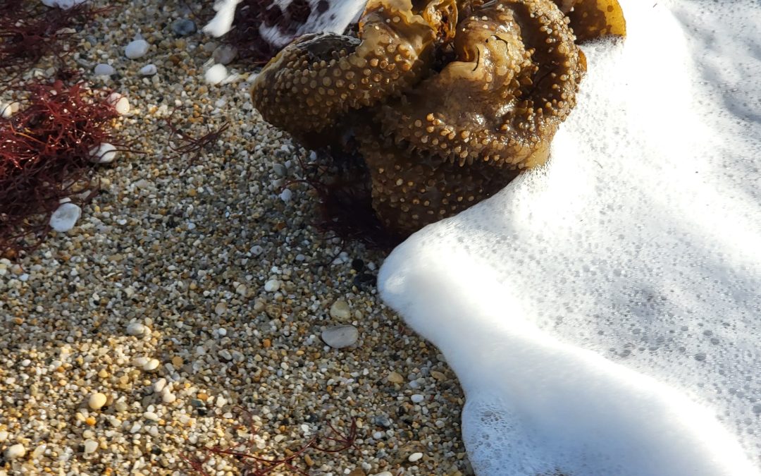 Ecume de mer, écume d’hiver