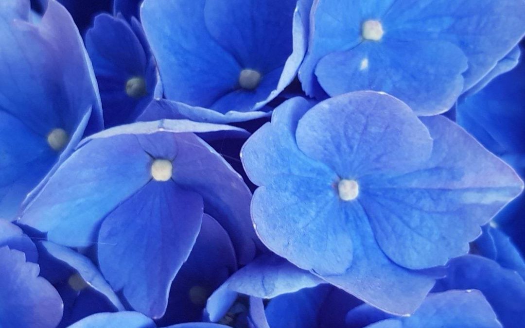 L’intensité du bleu des hortensias.