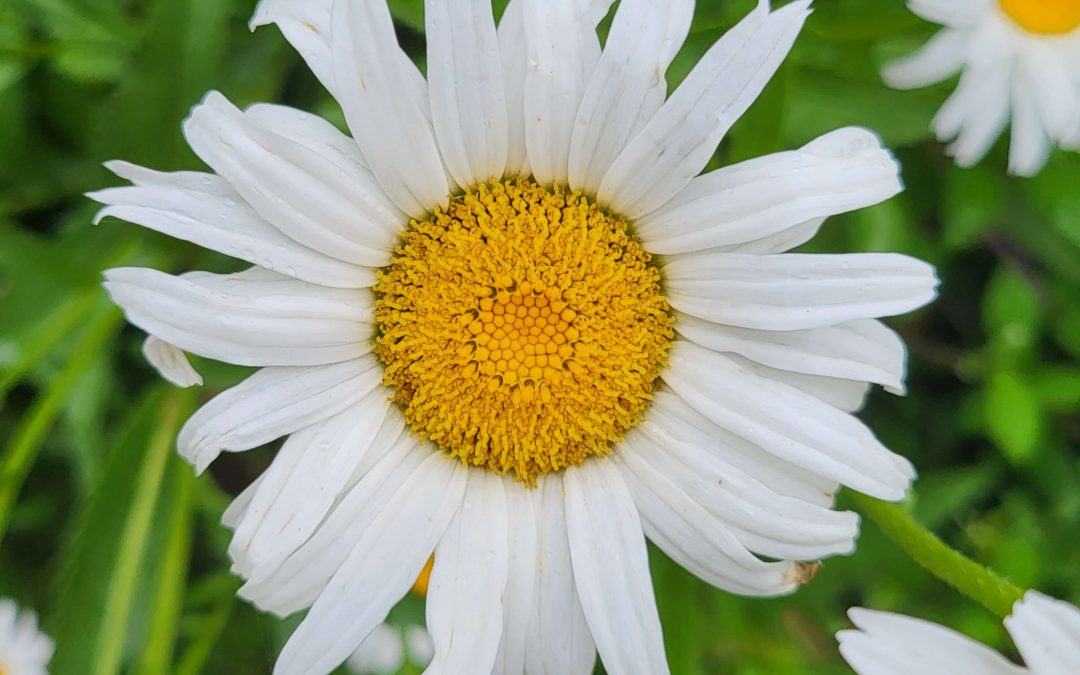 Effeuillage convenu !